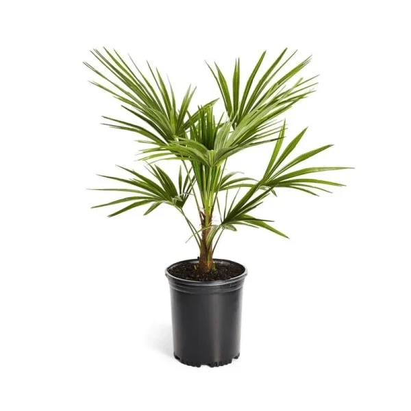 Windmill Palm Tree - Cannot Ship to Az, Size: 3 Gal