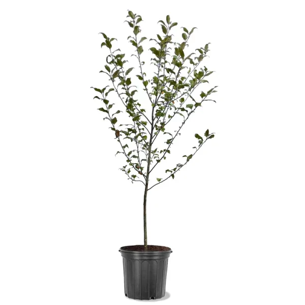 Expert Gardener 3 - 4 Ft. Tall Prairiefire Crabapple Live Tree in 7 - Gallon Grower Pot