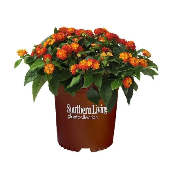 2.6 Qt. Red Little Lucky Lantana Plant with Red, Orange, and Yellow Blooms