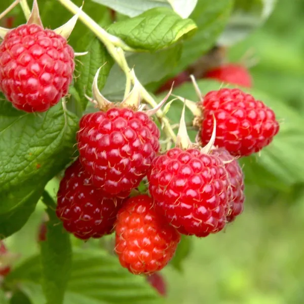 Bushel and Berry Raspberry Shortcake Raspberry, Bare Root, Non-GMO (Bag of 2)