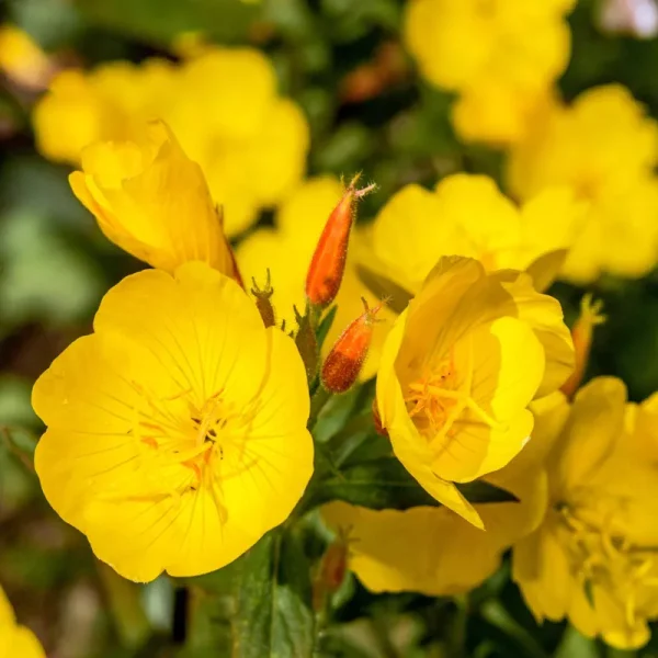 Outsidepride Primrose Evening Seed - 1/4 lb