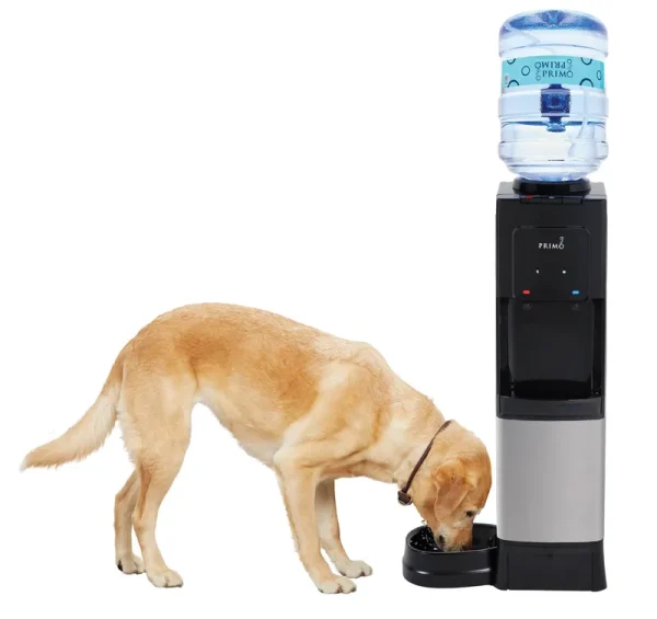 Primo Black Top-Loading Cold and Hot Water Cooler | 601335