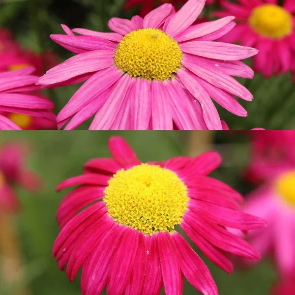 Painted Daisy - Pyrethrum - Robinson's Mix - .25 oz ~3,000 Seeds - Tanacetum Coccineum - Flower Garden Seeds - Perennial