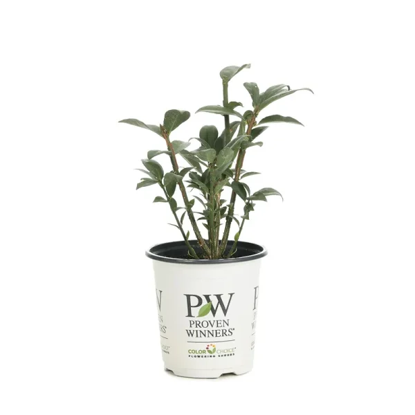 Proven Winners Fire Ball Burning Bush EuonymusLive Shrub - EUOPRC1057800