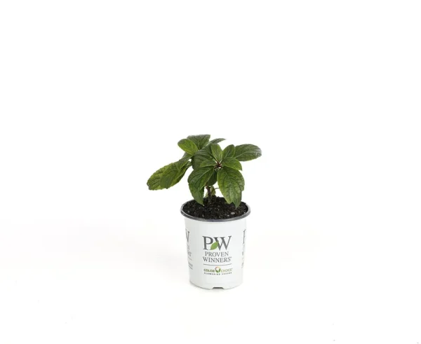 Proven Winners 4.5 in. Qt. Pinky Winky Hardy Hydrangea (Paniculata) Live Shrub, White and Pink Flowers