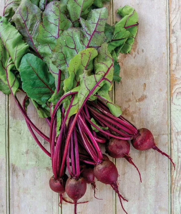 Burpee Detroit Dark Red Medium Top Beet Seeds 1000 Seeds