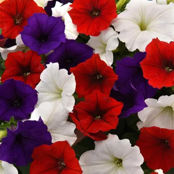 Outsidepride Wave Petunia Seeds - Flag Mix - 15 Seeds