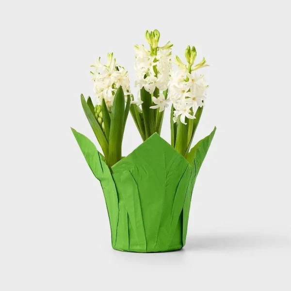 Live 6" White Potted Hyacinth Plant - Spritz