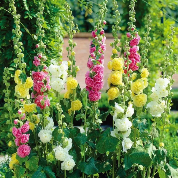 Van Zyverden Hollyhocks Mix Dormant Bare Plant Root Full Sun; 6+ Hrs Multi-Color, 746450