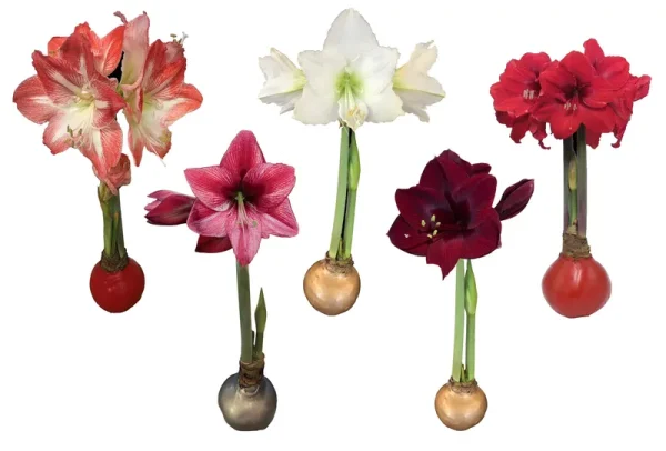 Waxed Amaryllis Bulb Holiday 5 Pack - - - Five Assorted Waxed Amaryllis Bulbs 28/ 30cm - A Perfect Holiday Gift Bundle!