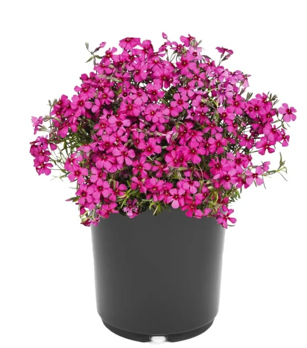 Lowe's Pink Creeping Phlox in 2.5-Quart Pot | 1357
