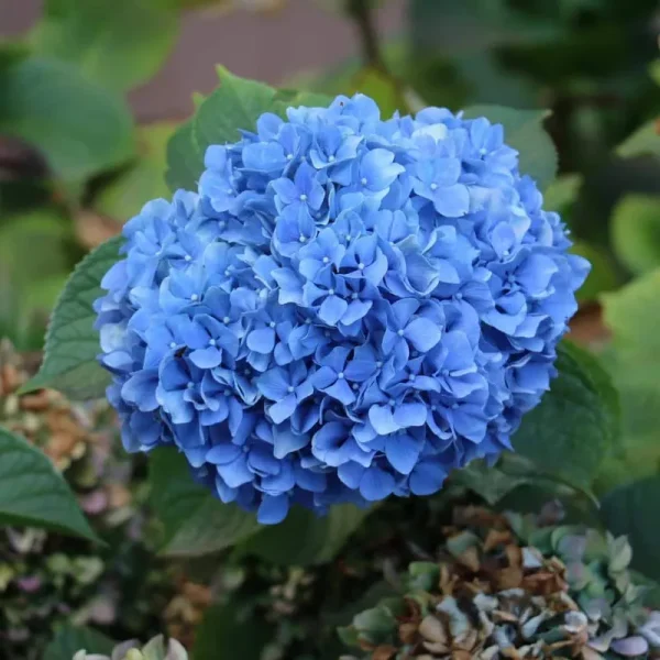 2.5 Qt. Nikko Blue Hydrangea Shrub with Blue Flowers