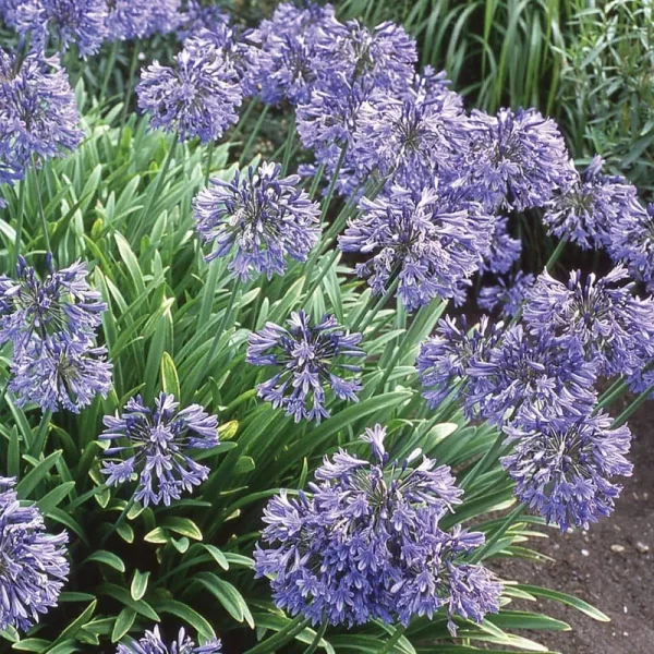 2.5 Qt. Agapanthus Peter Pan - Perennial