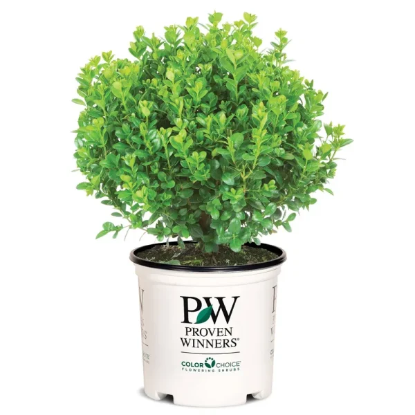 Proven Winners 2 gal. Sprinter Boxwood Shrub