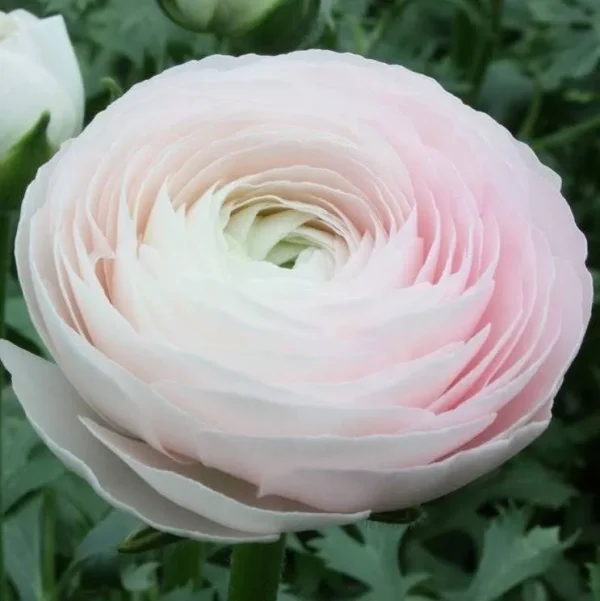 Italian Ranunculus - Cloni Success Hanoi