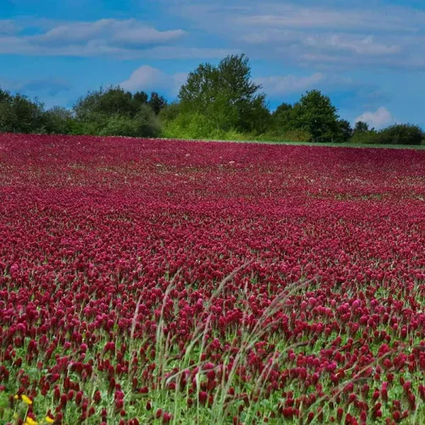 Outsidepride 40 lb. Crimson Clover Seed for Pasture, Hay, Green Manure, Cover Crop, & Wildlife Forage