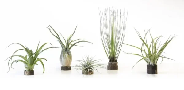 Large Loose Air Plant - Each
