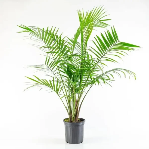 2.5 Qt. Majesty Palm Ravenea Plant in Grower Pot