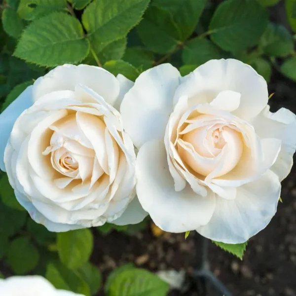 Breck's - Easy Spirit Dormant Bare Root Floribunda Rose, Includes One Plant per Order