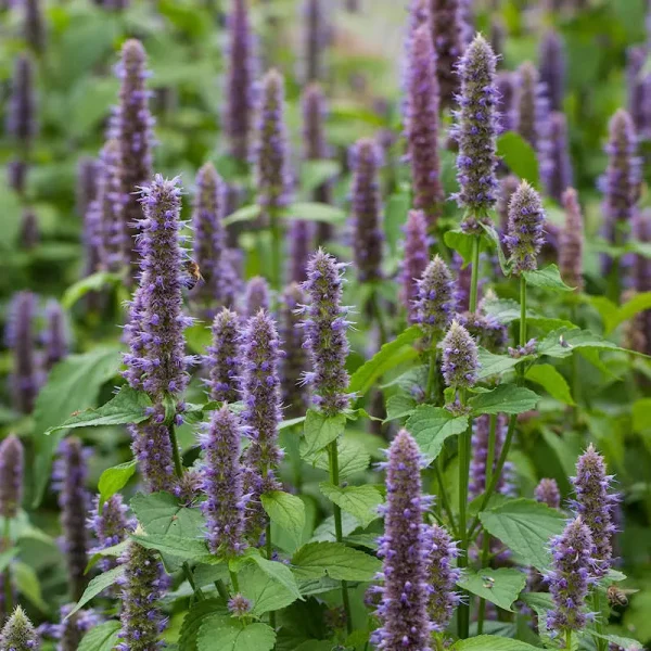 Everwilde Farms - 2000 Anise Hyssop Native Wildflower Seeds - Gold Vault Jumbo Seed Packet