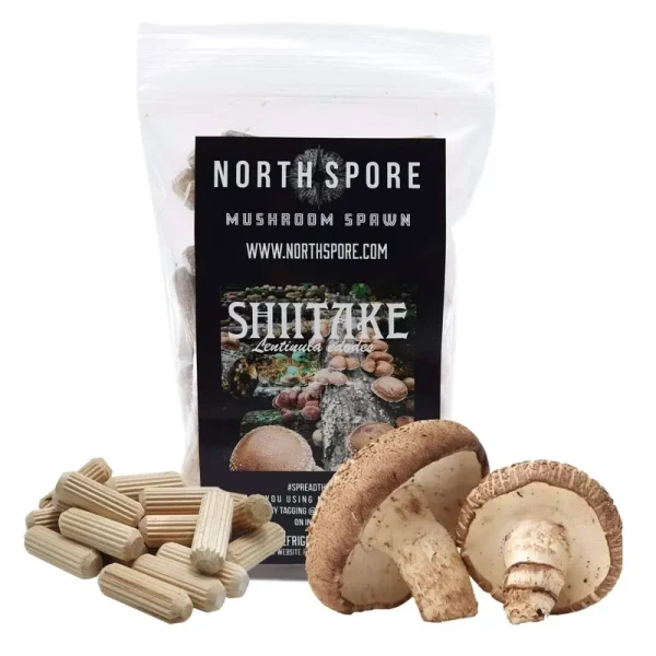 100 Ct. Organic Shiitake Mushroom Plug Spawn | North Spore
