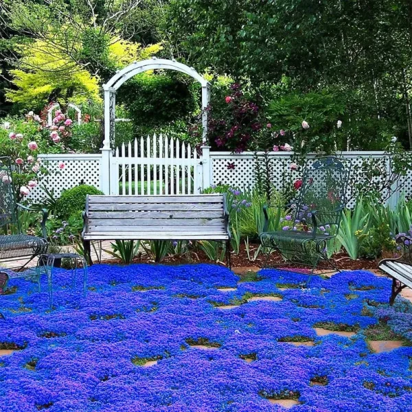 20000+ Magic Blue Creeping Thyme Seeds for Planting Ground Cover Plants Heirloom Flowers Perennial Thyme Non-GMO Thymus Serpyllum Seed