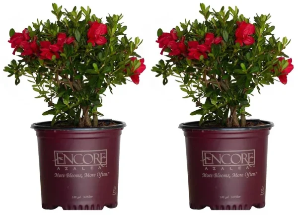 Encore Azalea Red Autumn Bonfire Azalea Flowering Shrub in 1-Gallon Pot 2-Pack | 80371-2