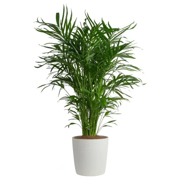 Cat Palm Tree in Planter Costa Farms