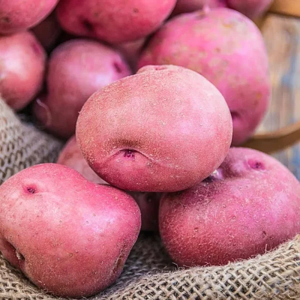 Seed Potato Red Pontiac (2 lb. Package)