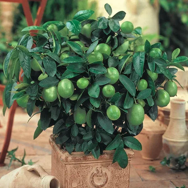Key Lime Dwarf Tree - 4" Pot