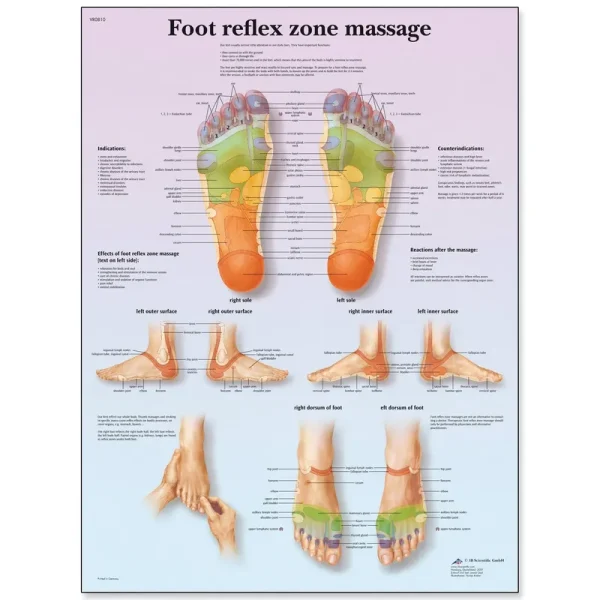 3B Scientific VR1810L Foot Reflex Zone Massage Chart, English