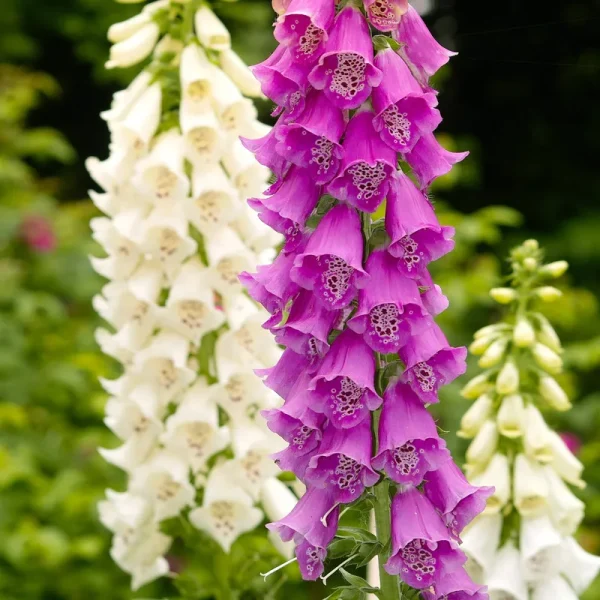 Outsidepride Foxglove Gloxiniaeflora - 5000 Seeds