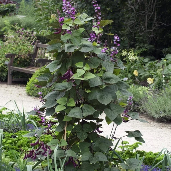 Outsidepride Hyacinth Bean - 200 Seeds