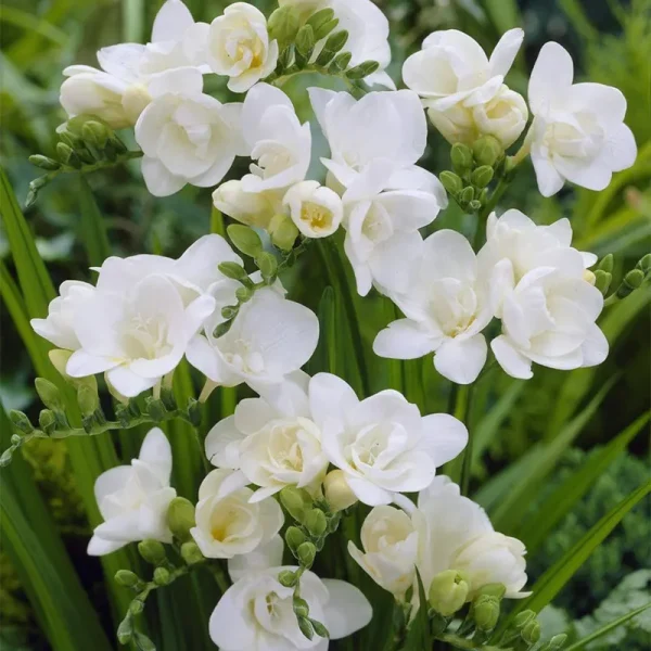 Van Zyverden Freesias Double Blooming White Set of 25 Bulbs