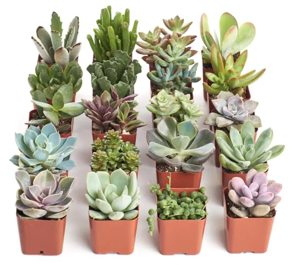 Shop Succulents Unique Succulent (Collection of 20)
