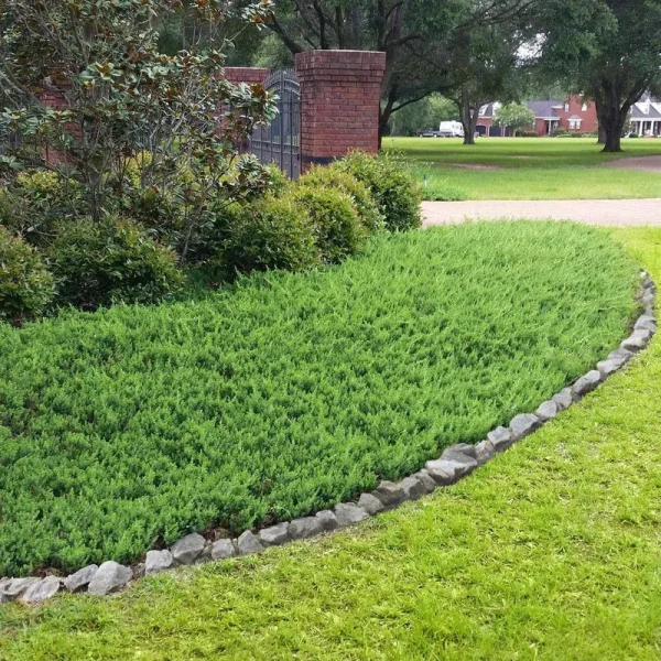 Juniper Blue Pacific - 10 Live Plants - 2 inch Pot Size - Evergreen Ground Cover