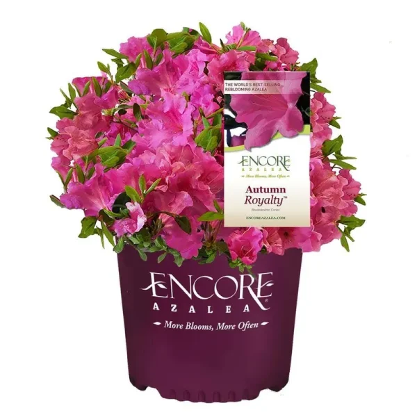 Encore Azalea 5 gal. Autumn Royalty Azalea Shrub