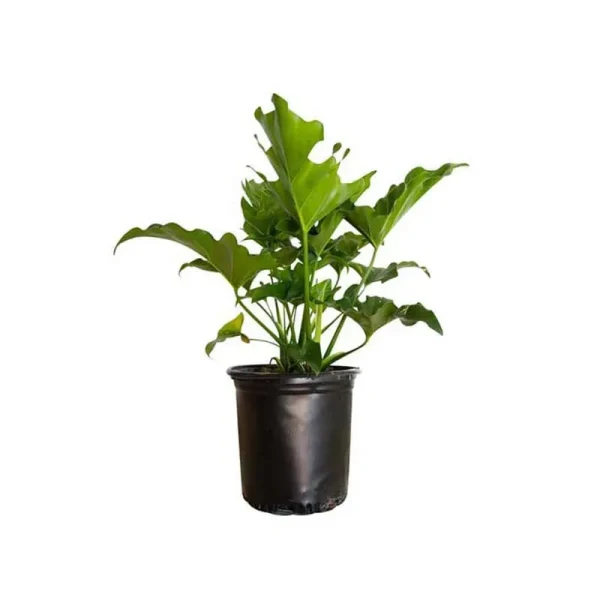Split Leaf Philodendron 2.5 Quart