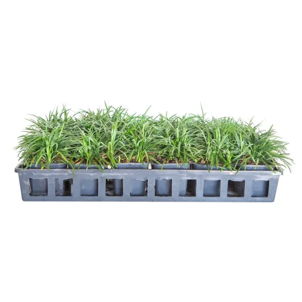 Dwarf Mondo Grass 18 Pack: 3" Pots