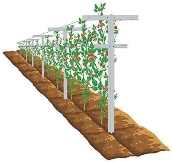 EcoTrellis Raspberry Trellis with Adjustable Arms, Raspberry Stake, Vineyard Trellis (1)