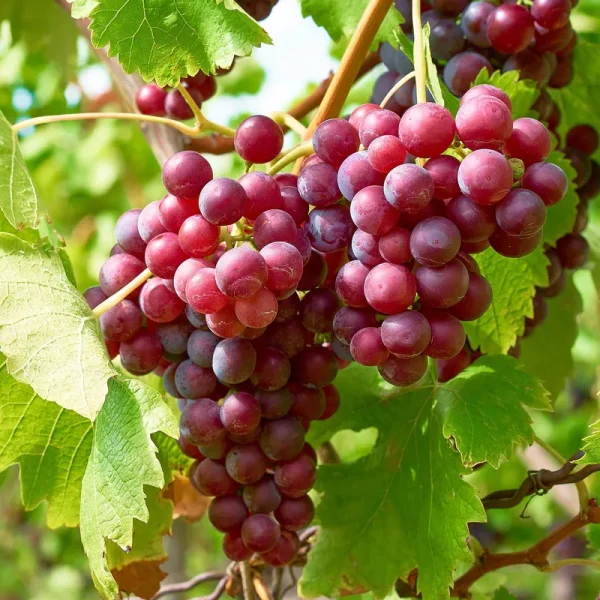Garden State Bulb Red Suffolk Seedless Grape, Live Bare Root, Non-GMO (Bag of 1)