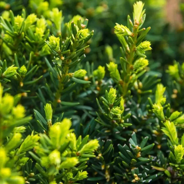 Dark Green Spreader Yew Evergreen Shrub Grown in A 2.50 Quart Pot (1-Pack)