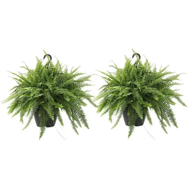 Costa Farms Boston Fern Plant in 10 in. Grower Pot (2-Pack)