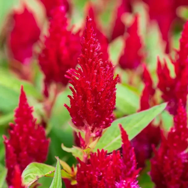 Outsidepride Celosia Seeds - Scarlet - 1000 Seeds