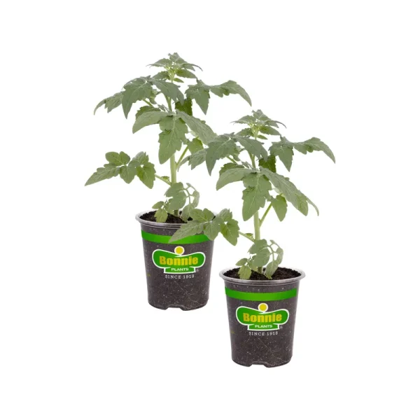 Bonnie Plants Original Tomato Pot Plant 2-Pack | 202116