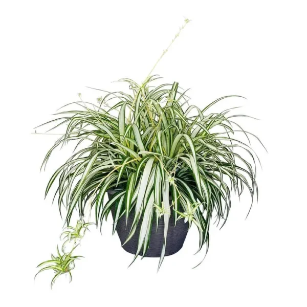 1.8 gal. Spider Plant Chlorophytum in 11 in. Hanging Basket