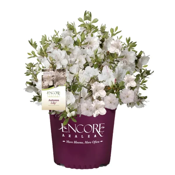 Encore Azalea 2 gal. Autumn Lily Azalea Shrub