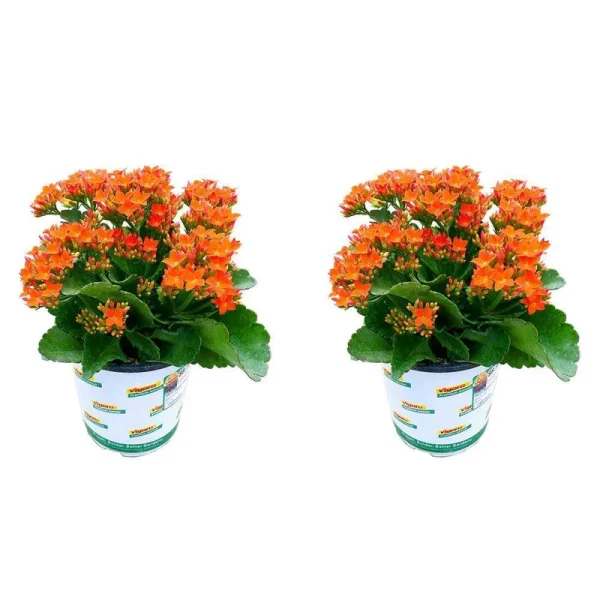 1 Qt. Kalanchoe Petero Orange Live Annual Plant (2-Pack)