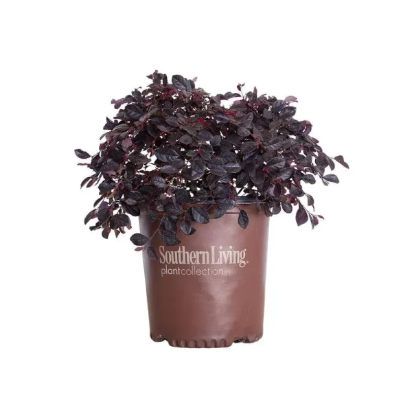 Southern Living Plant Collection 2 gal. Purple Diamond Semi-Dwarf Loropetalum, Evergreen Shrub with Purple Foliage, Pink Ribbon Blooms