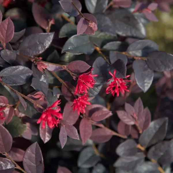 Southern Living Plant Collection 3 gal. Red Diamond Midsize Loropetalum Evergreen Shrub with Purple Foliage Red Ribbon Blooms